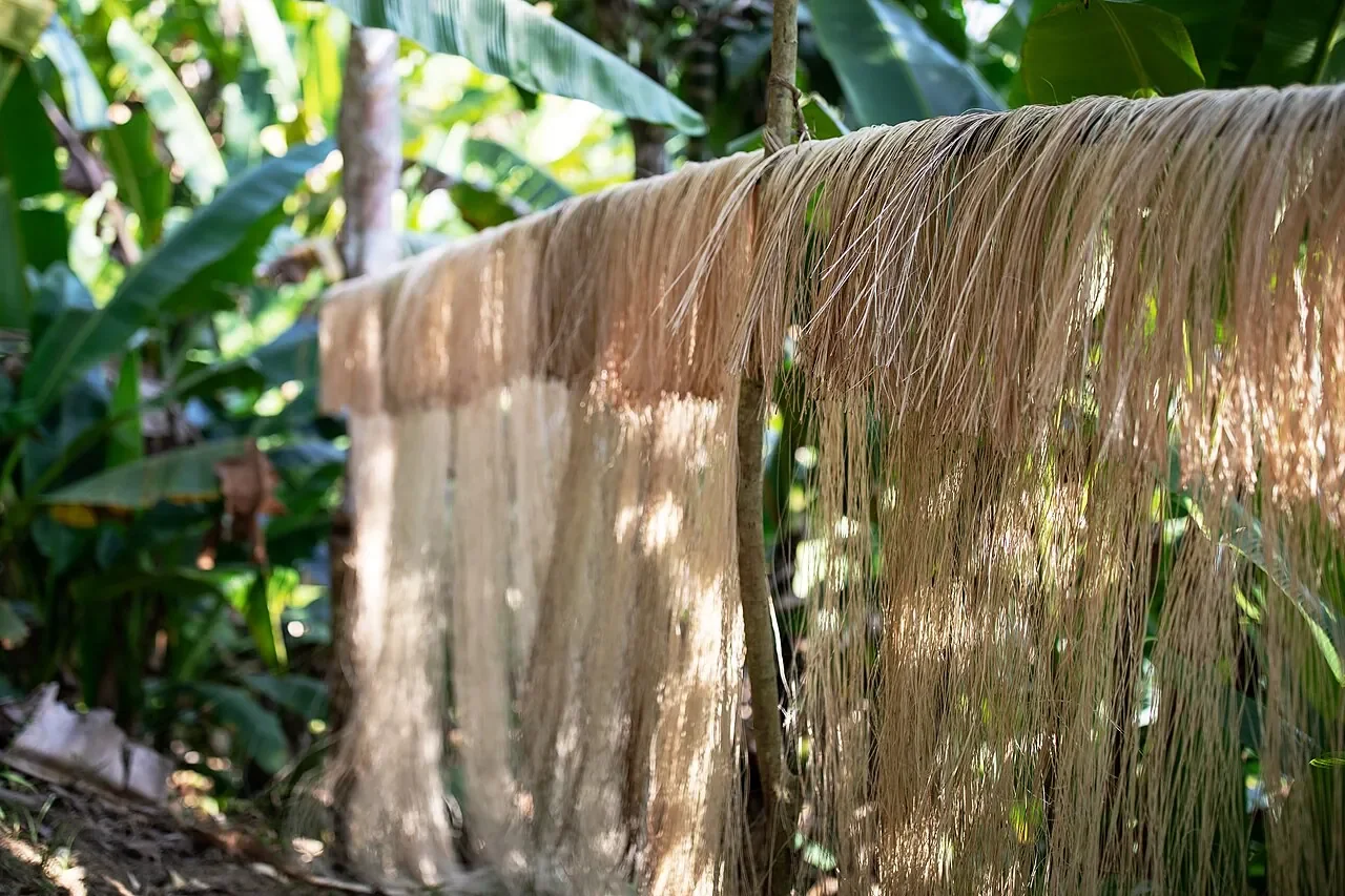 Bundles of pale abacá plant fibres hanging to air-dry.