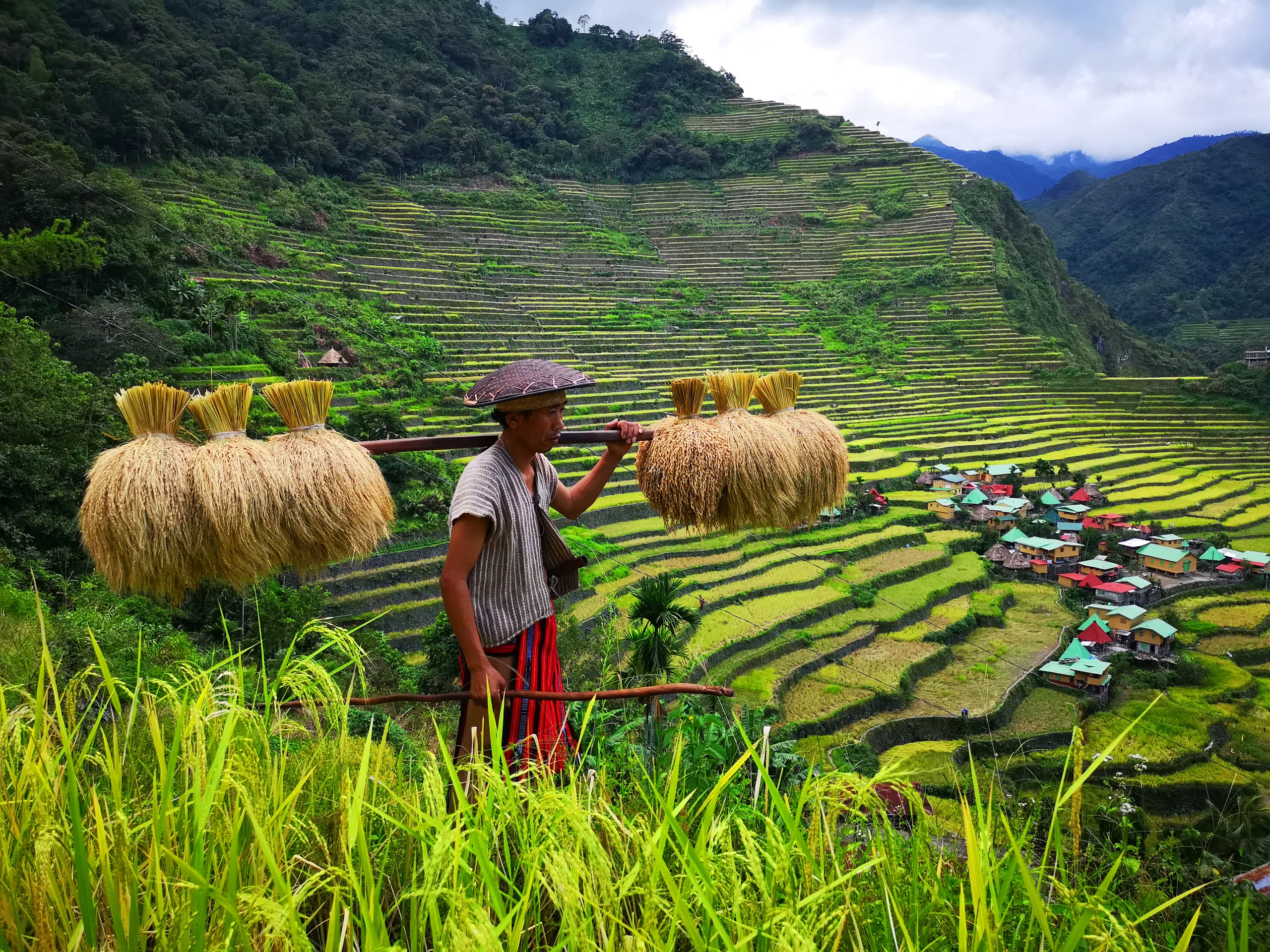 Contact Us A farmer carries harvested rice beside the green mountain terraces of Batad in the Philippines