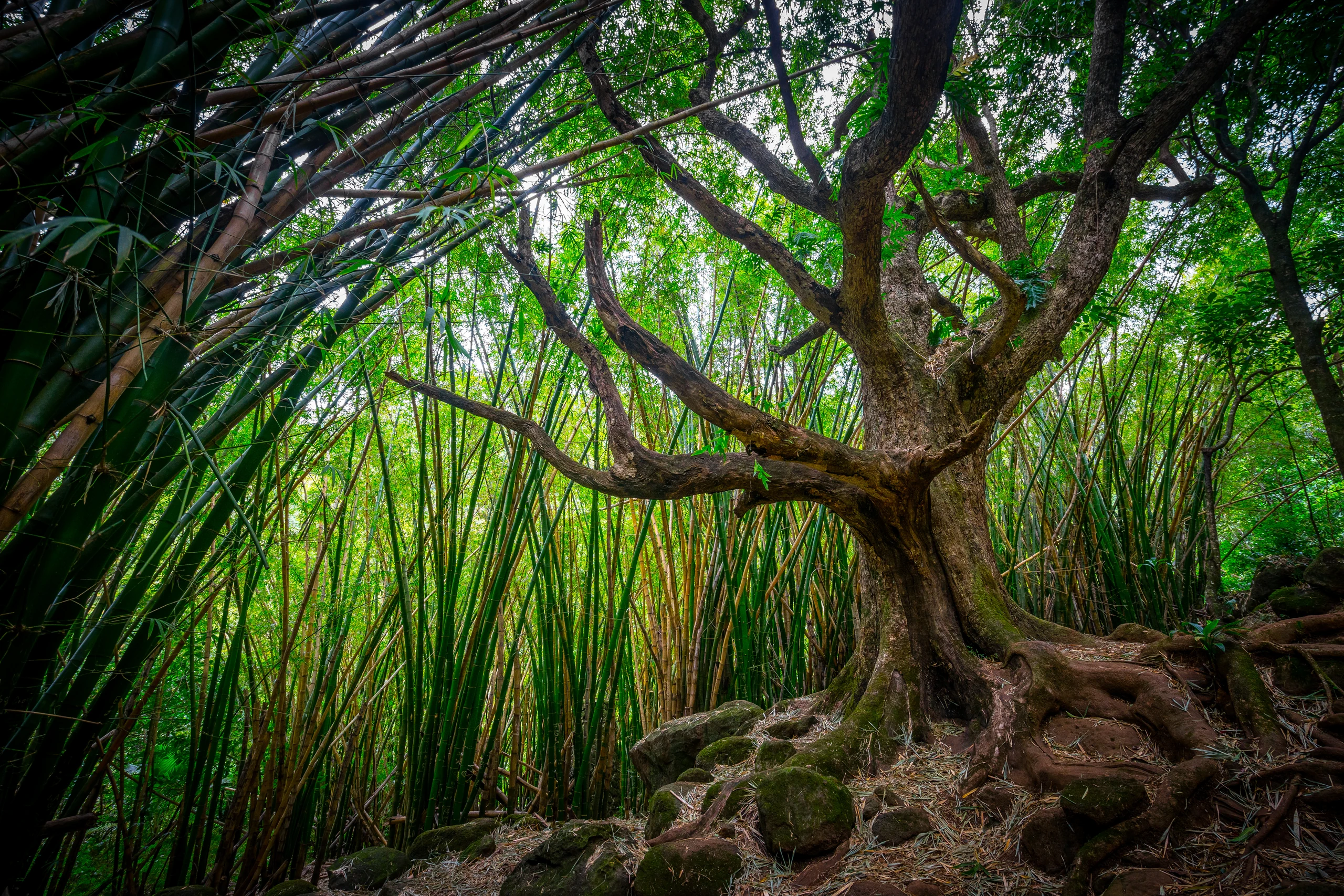 A dense bamboo forest with green stems and a branching tree in the foreground