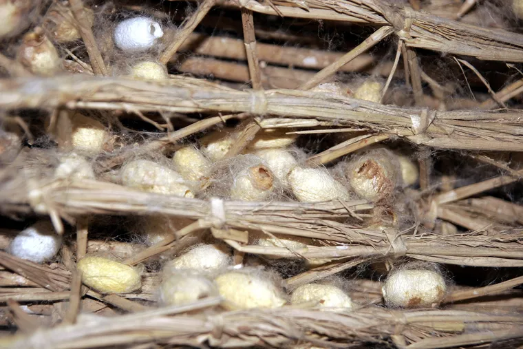 Empty silkworm cocoons at the Suzhou No. 1 Silk Mill in Jiangsu, China.