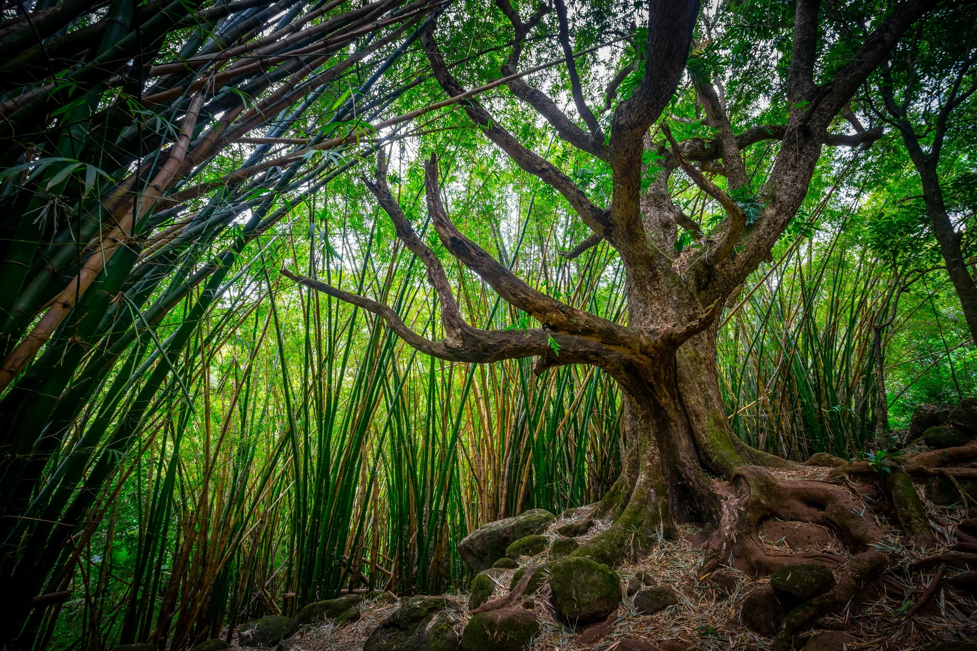 Places A dense bamboo forest with green stems and a branching tree in the foreground