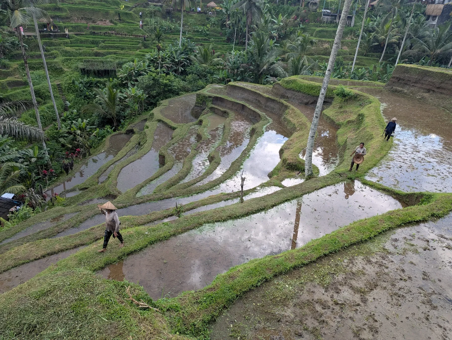 Places Layered green rice terraces and palms in Tegalalang, Bali, Indonesia.