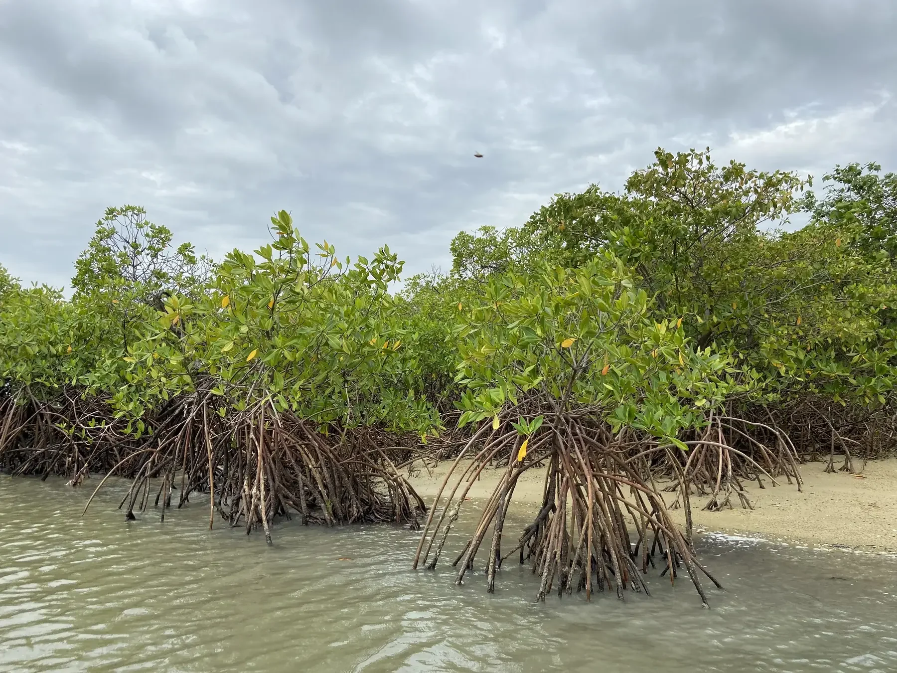 Places Mangrove trees along the water of Senegal’s Saloum Delta.